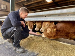 Landwirt Christian Schlichtmann füttert seine Limousin-Bullen.