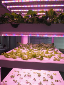 In dem hydroponische System aus René Papiers Keller wachsen Salatköpfe.
