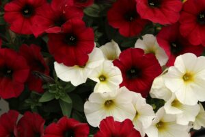 Rote und weiße Petunienblüten