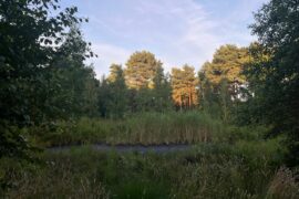 Das Moor im Botanischen Garten Rombergpark während des Sonnenuntergangs.
