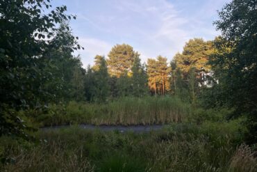 Das Moor im Botanischen Garten Rombergpark während des Sonnenuntergangs.