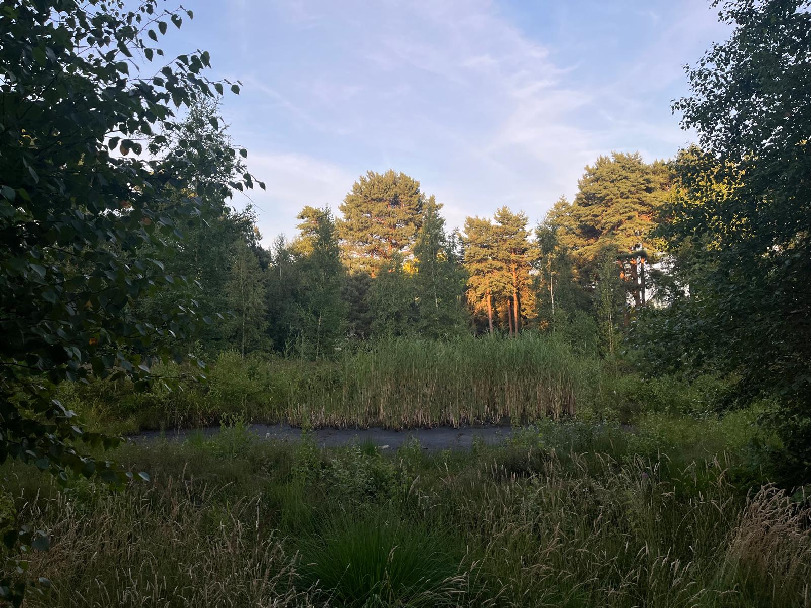 Das Moor im Botanischen Garten Rombergpark während des Sonnenuntergangs.