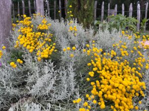 Auf dem Foto ist ein Beet abgebildet. Zentral sind gelbe Blumen, sowie grünes Gewächs.