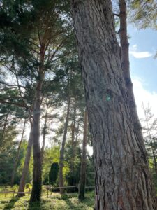 Bäume werden von der Sonne angestrahlt.