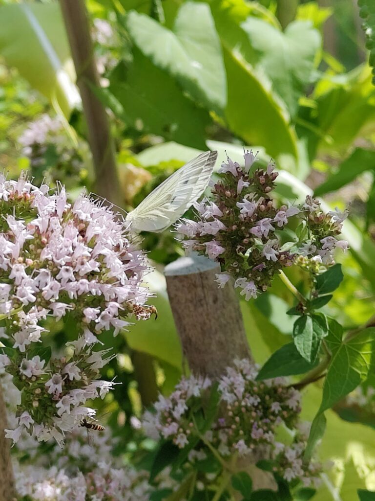 Ein weißer Schmetterling sitzt auf einer pinken Blüte in Seitenansicht.