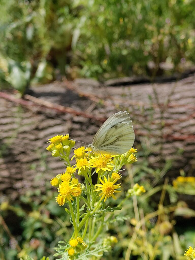 Ein weißer Schmetterling sitzt auf einer gelben Blüte. Der Schmetterling ist von der Seite aus zu sehen.