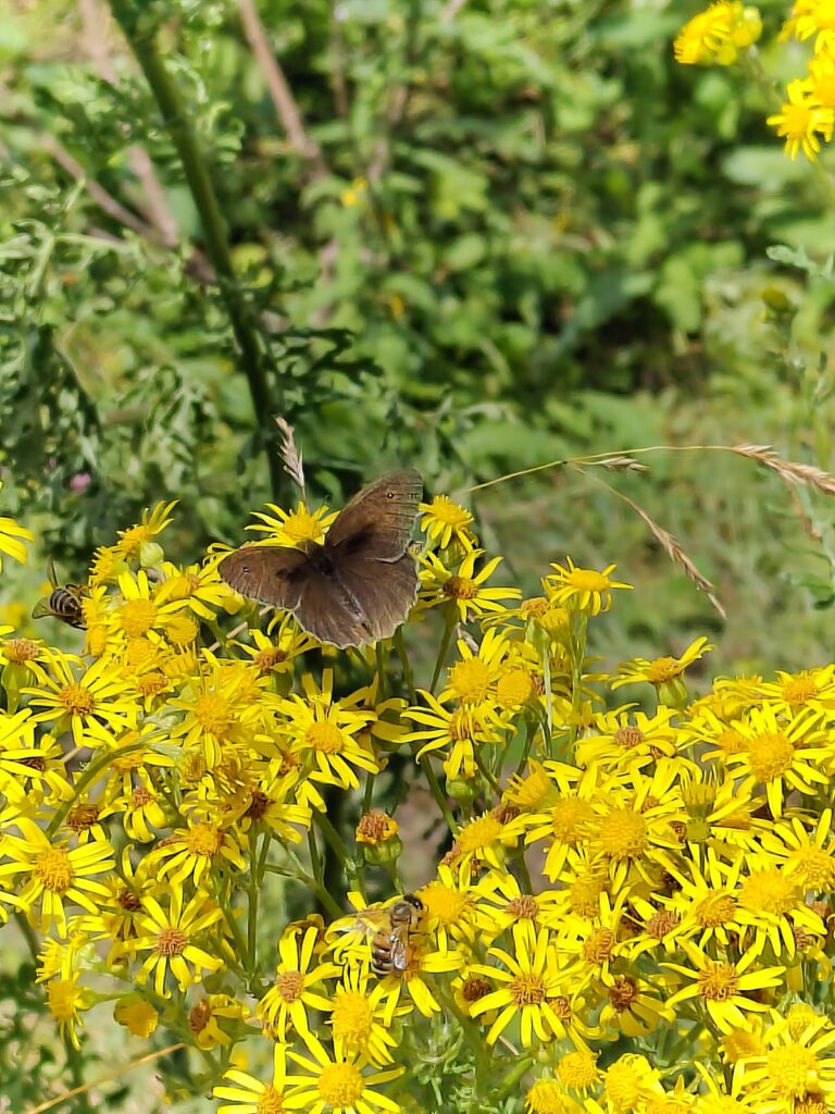 Ein brauner Schmetterling sitzt auf gelben Blüten einer Pflanze und hat die Flügel ausgebreitet. Der Schmetterling ist von oben zu sehen.