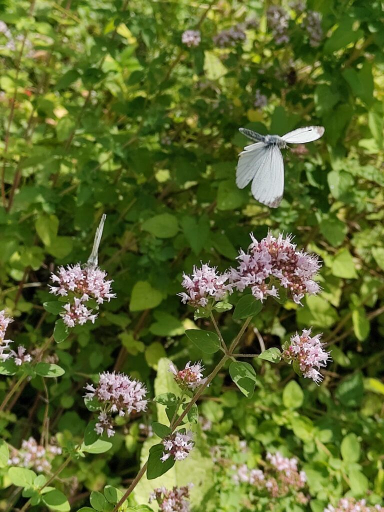 Ein weißer Schmetterling fliegt von links nach rechts. Im Hintergrund sind grüne Pflanzen und pinke Blüten zu sehen.