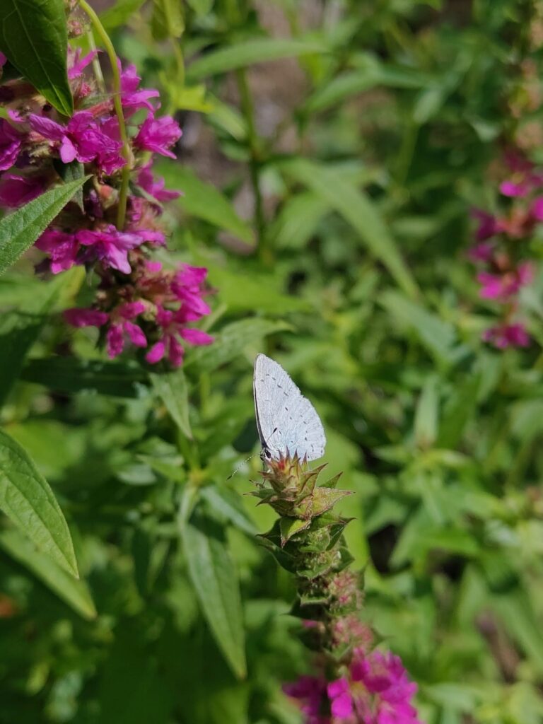 Ein weißer Schmetterling sitzt auf einer Blüte einer Pflanze. Der Schmetterling hat die Flügel geschlossen und schaut links am Bild vorbei. Im Hintergrund sind grüne Pflanzen zu sehen.