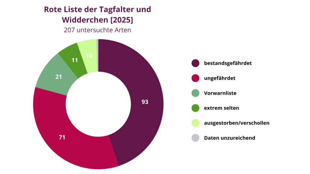 Die Grafik zeigt die Verteilung der roten Liste der Tagfalter und Widderchen aus dem Jahr 2025. Nur ein Drittel der untersuchten Arten ist ungefährdet. 